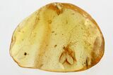 Fossil Mite and Gall Midge In Baltic Amber #343411-1